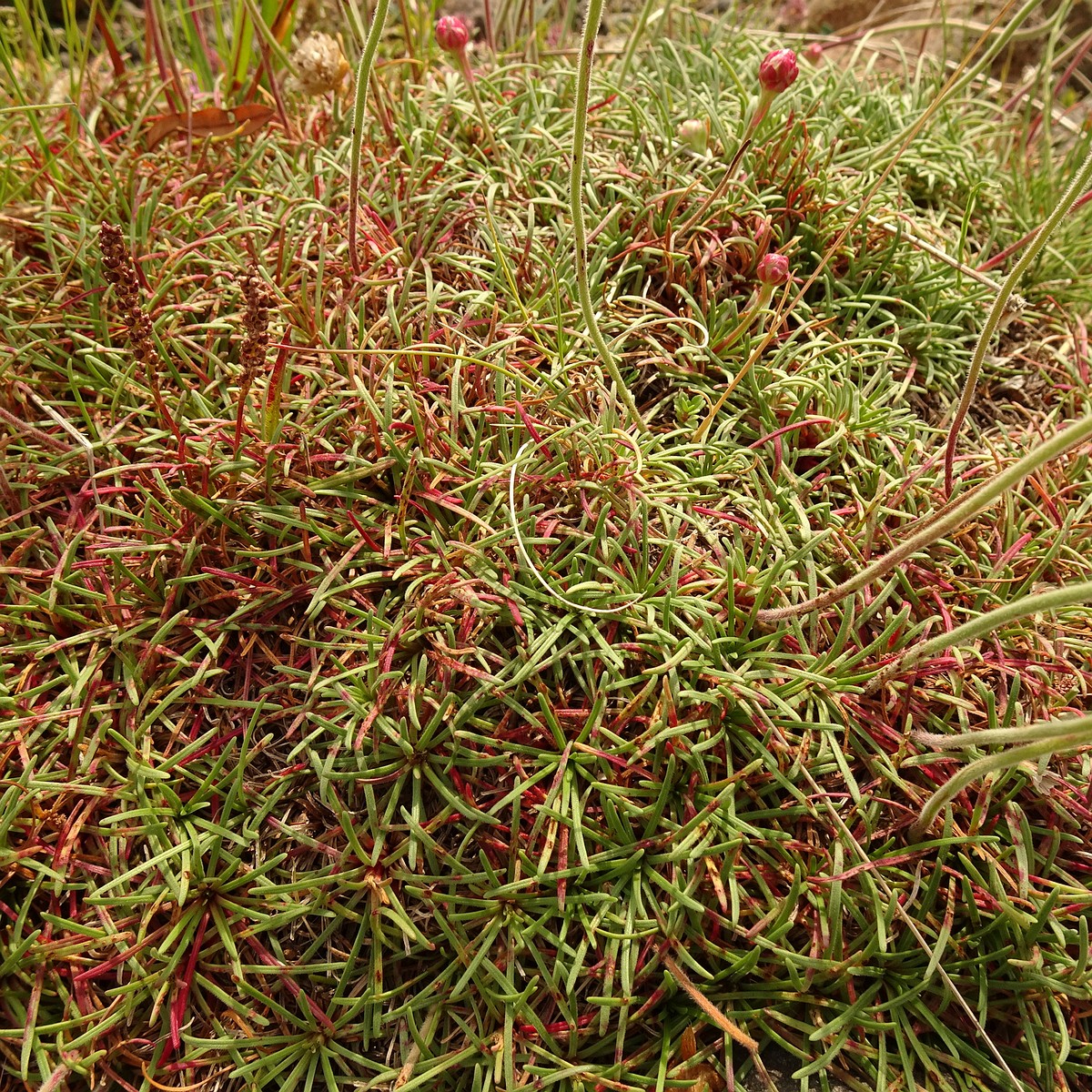 Armeria maritima 23-Jul-19 _ 12_29_54