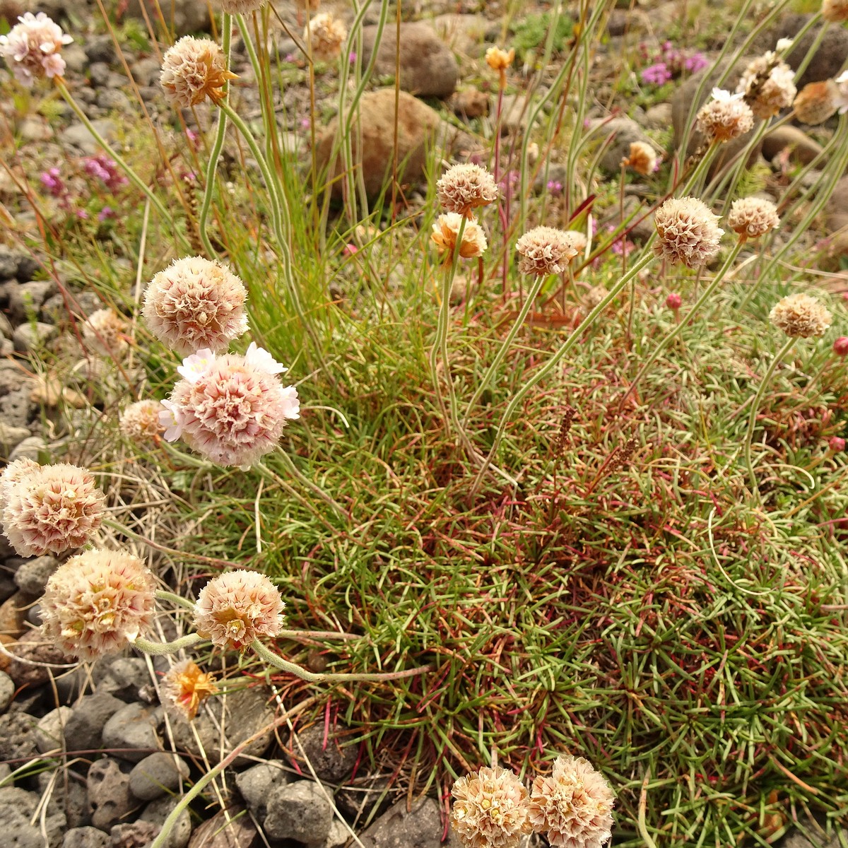 Armeria maritima 23-Jul-19 _ 12_30_00