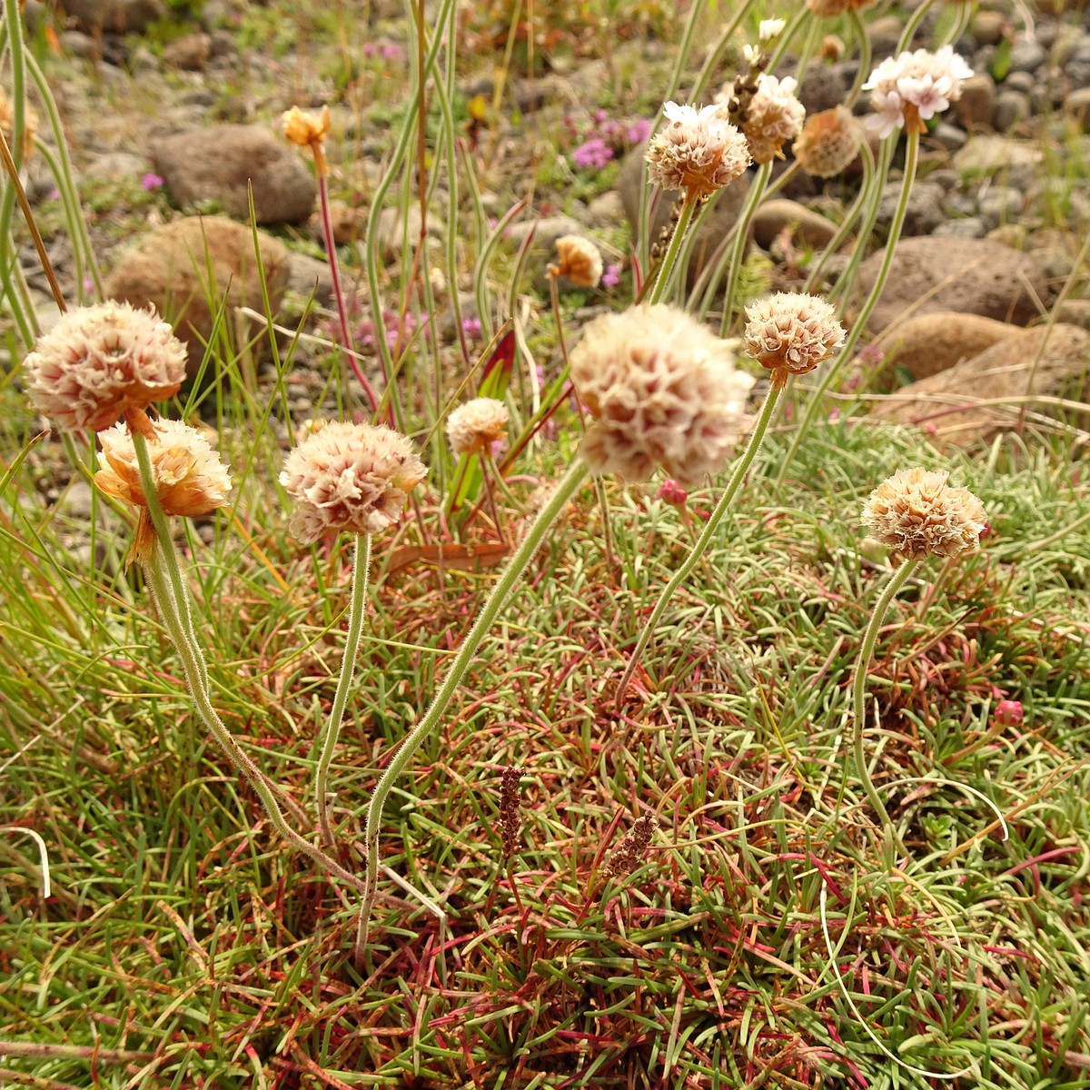 Armeria maritima 23-Jul-19 _ 12_30_02