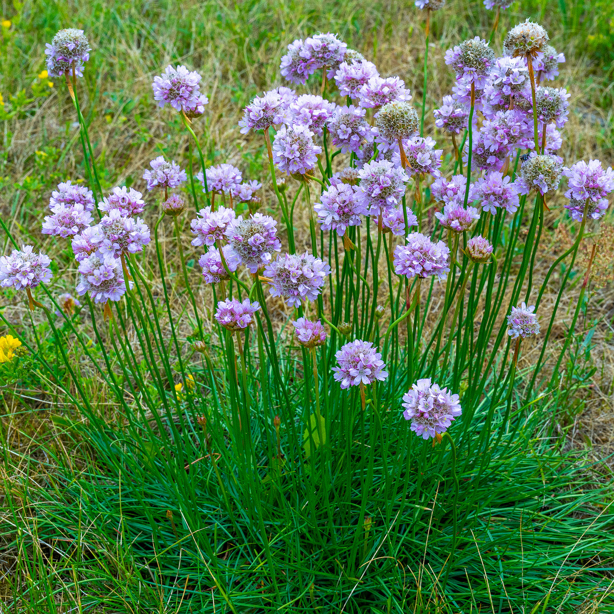 kadriorg_park_grassfield_near_reidi_road-1