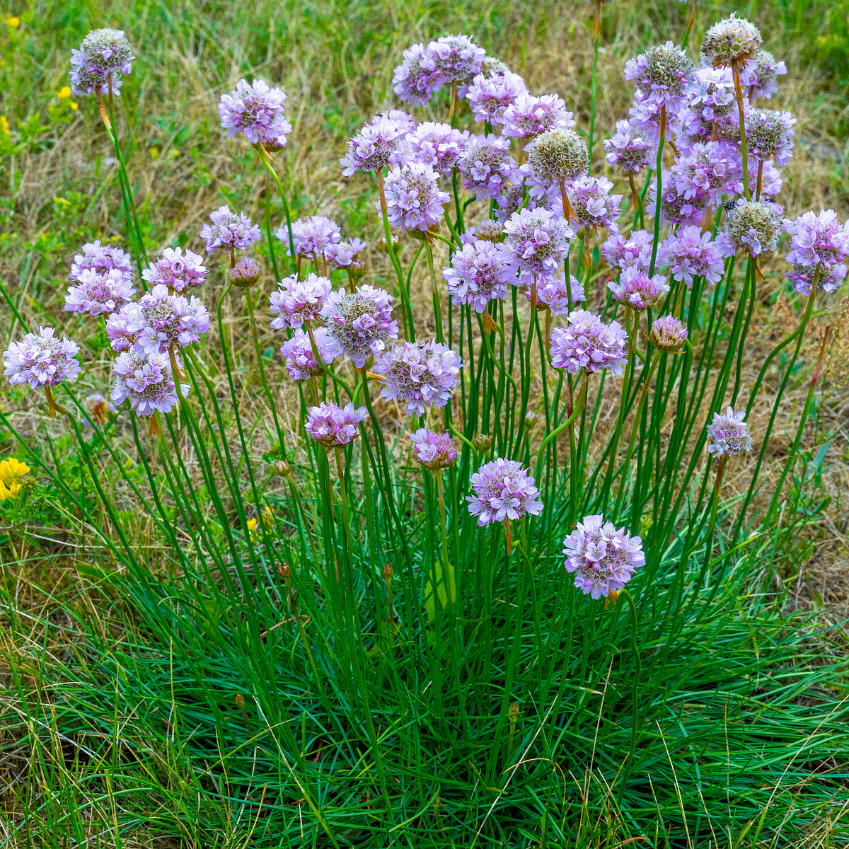 kadriorg_park_grassfield_near_reidi_road-2