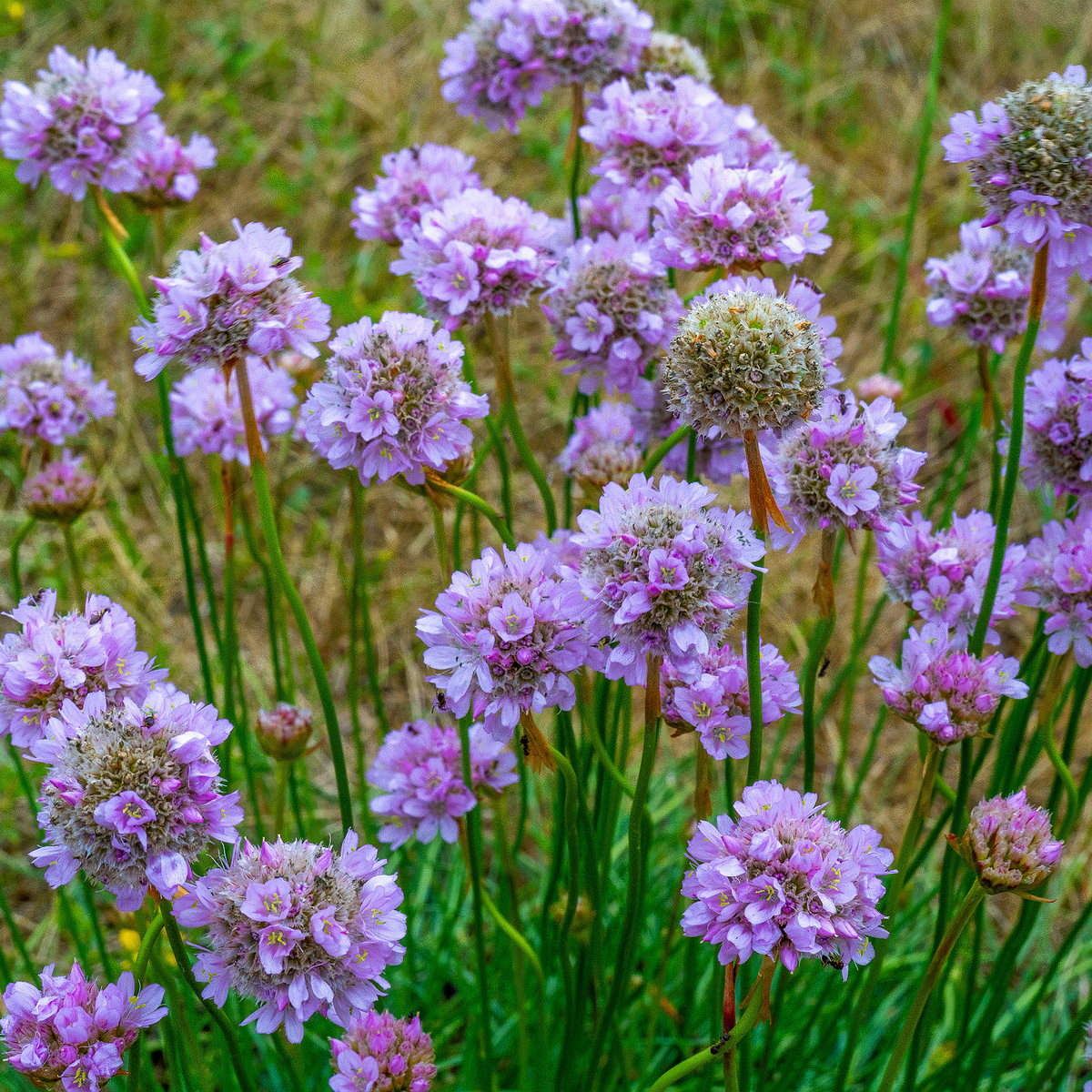 kadriorg_park_grassfield_near_reidi_road-3