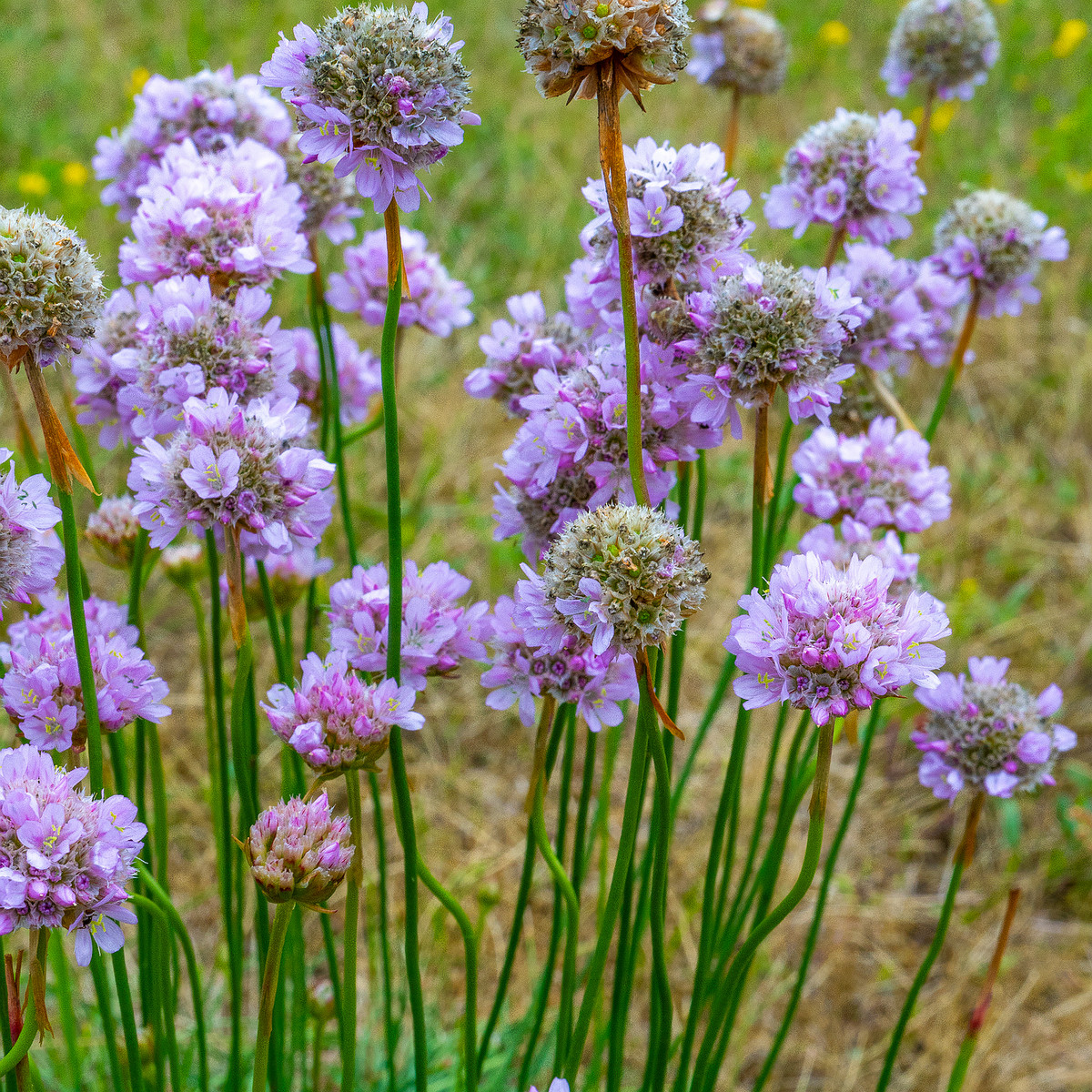 kadriorg_park_grassfield_near_reidi_road-4