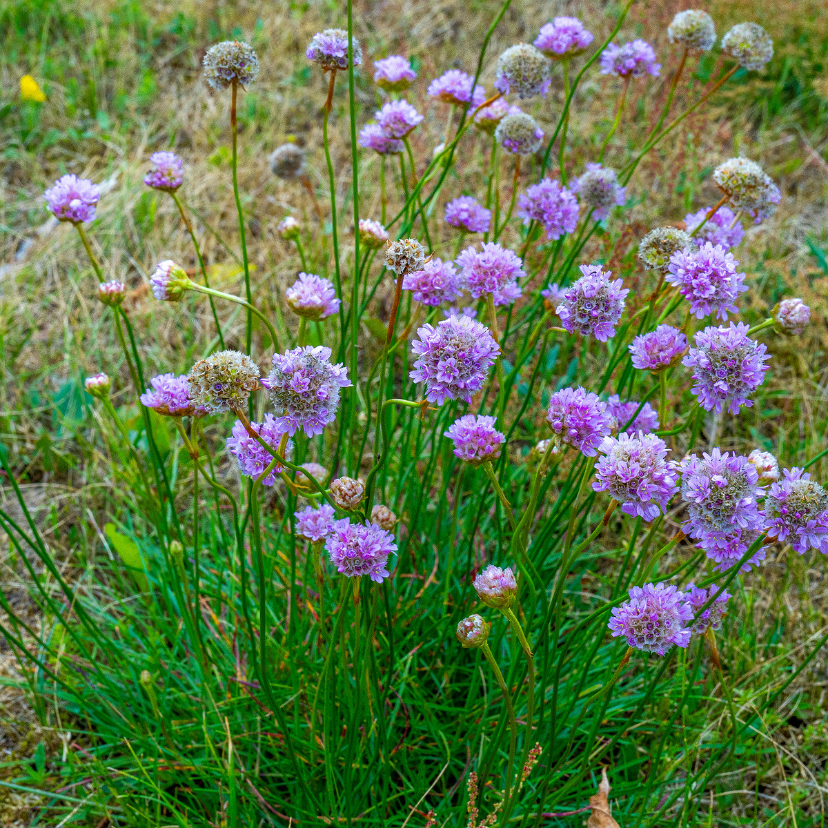 kadriorg_park_grassfield_near_reidi_road-5