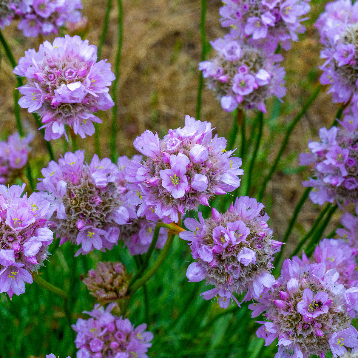 kadriorg_park_grassfield_near_reidi_road-6