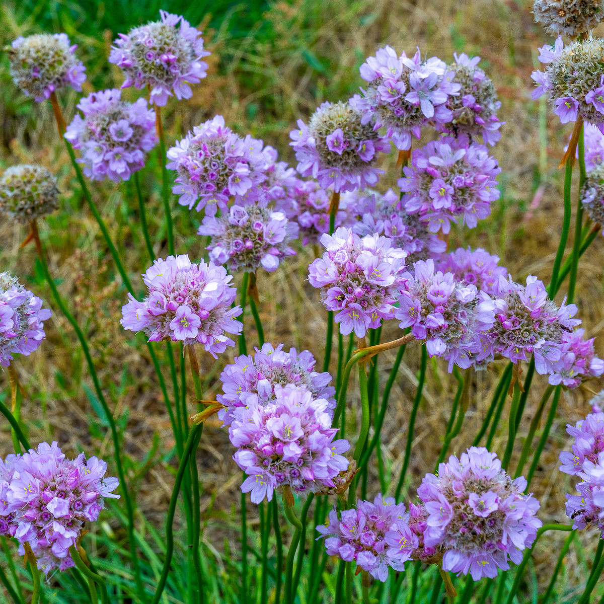 kadriorg_park_grassfield_near_reidi_road-8