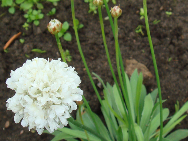 Армерия приморская 'Белая Баллерина' - Armeria maritima 'Ballerina White'