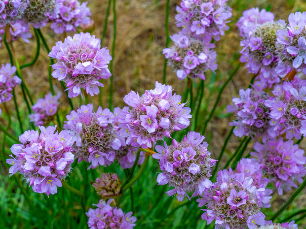 Армерия приморская - Armeria maritima