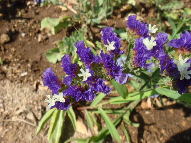 Кермек выемчатый - Limonium sinuatum