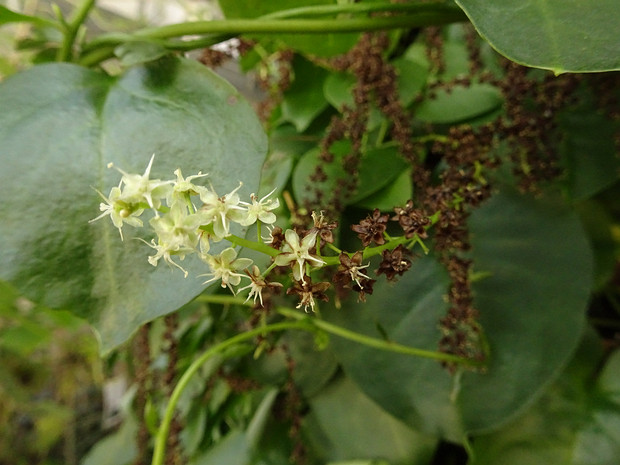 Базелловые - Basellaceae Basellaceae is a family of flowering plants, in the order Caryophyllales in the clade core eudicots, according to the...