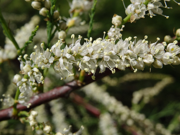 Гребенщиковые - Tamaricaceae The Tamaricaceae are a flowering plant family (the tamarisk family) containing four genera and a total of 78 known...