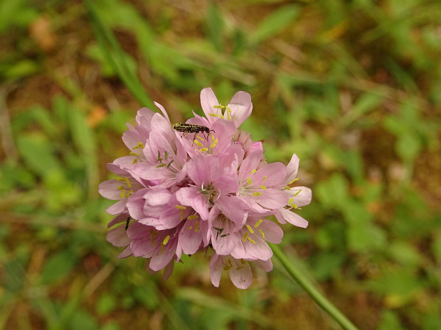 Свинчатковые - Plumbaginaceae Plumbaginaceae is a family of flowering plants, with a cosmopolitan distribution. The family is sometimes referred to as...