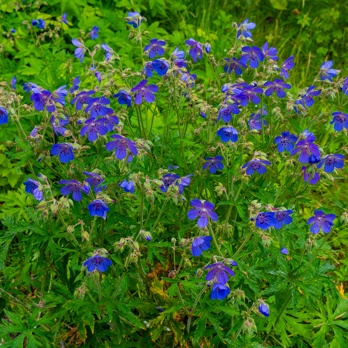 lauluvaeljak_forest_corner-30