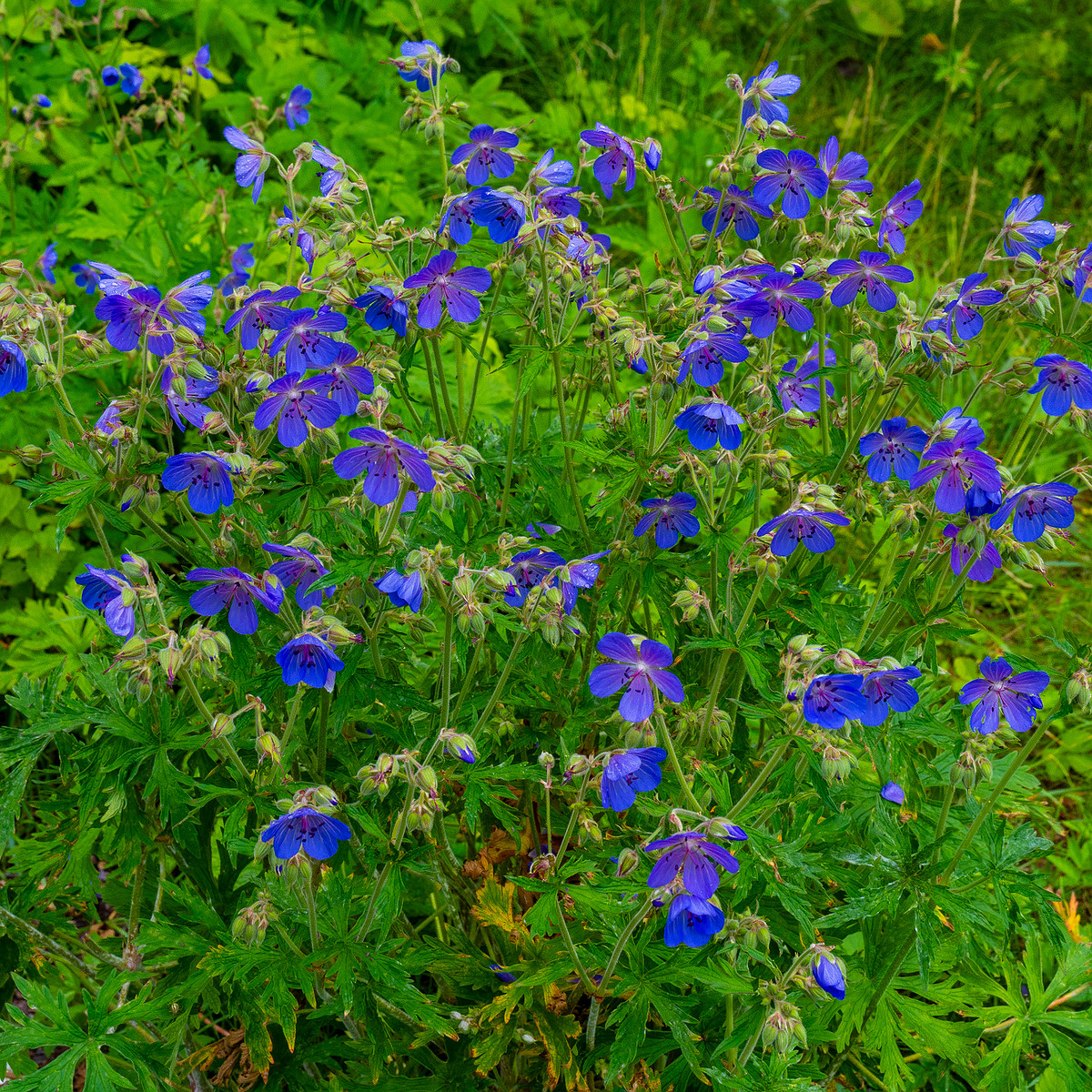 lauluvaeljak_forest_corner-31