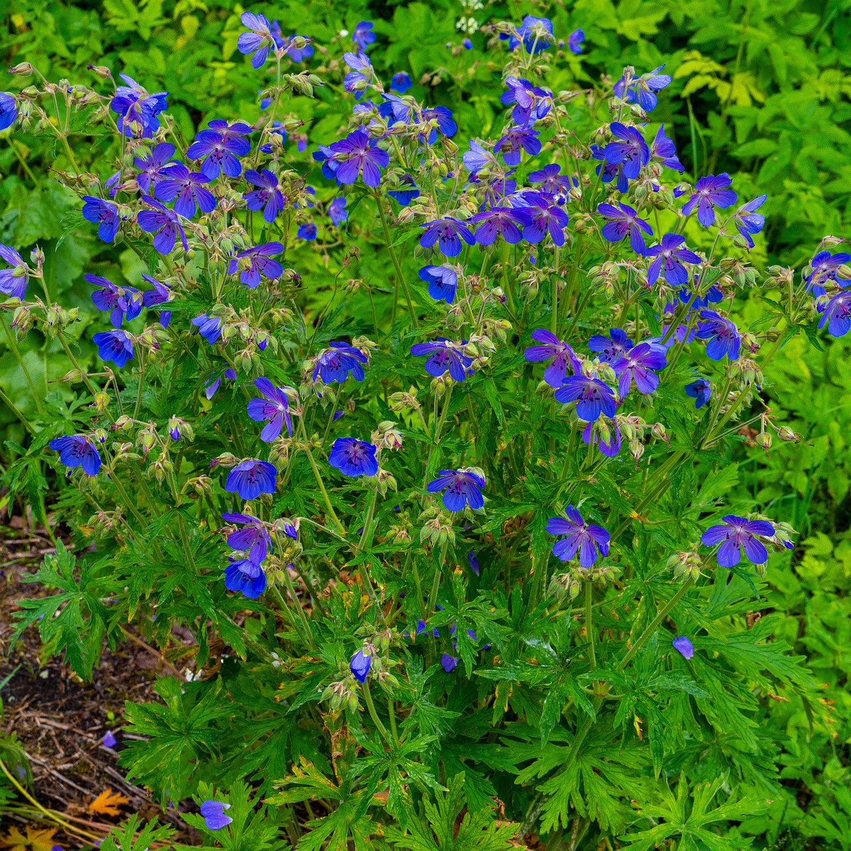 lauluvaeljak_forest_corner-32