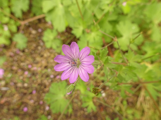 Аистник Лебеля - Erodium lebeli