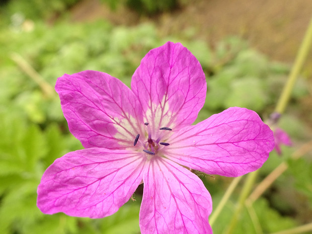 Аистник Манескави - Erodium manescavi