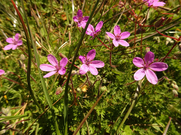 Аистник обыкновенный - Erodium cicutarium