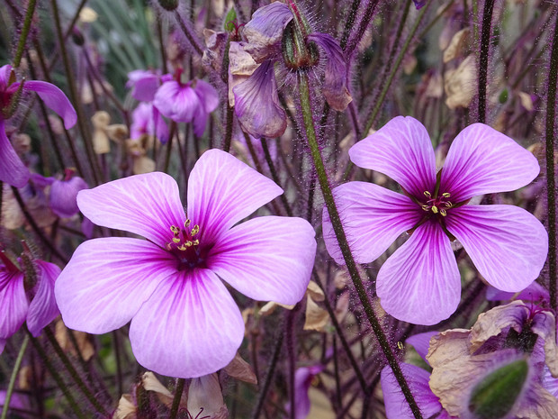 Герань Мадейры - Geranium maderense