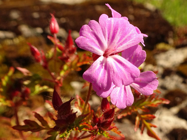 Герань Роберта - Geranium robertianum