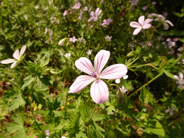 Герань асфоделевидная - Geranium asphodeloides