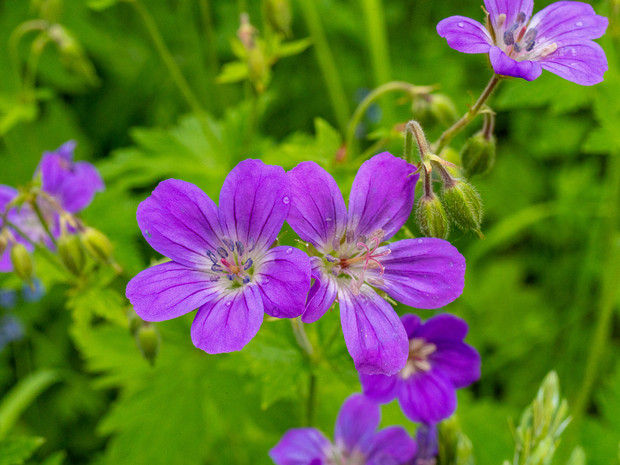 Герань болотная - Geranium palustre