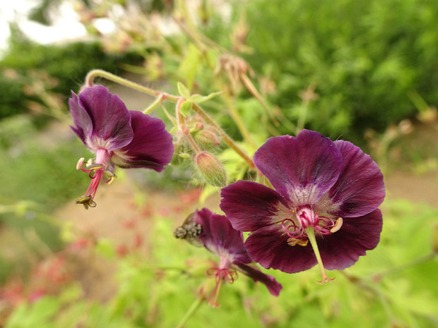 Герань красно-бурая - Geranium phaeum