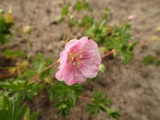 Герань кроваво-красная разновид. стриатум - Geranium sanguineum var. striatum