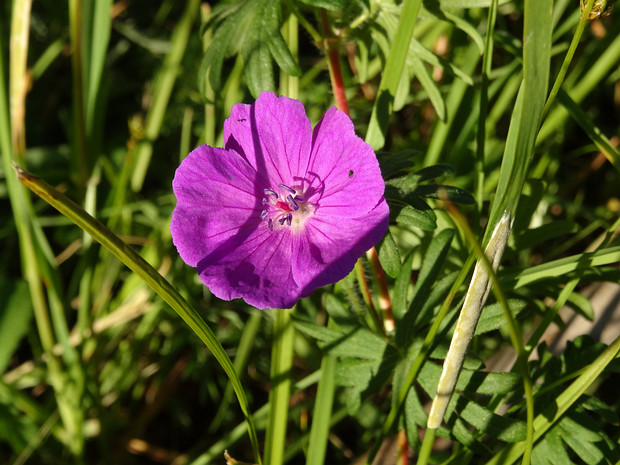 Герань кроваво-красная - Geranium sanguineum