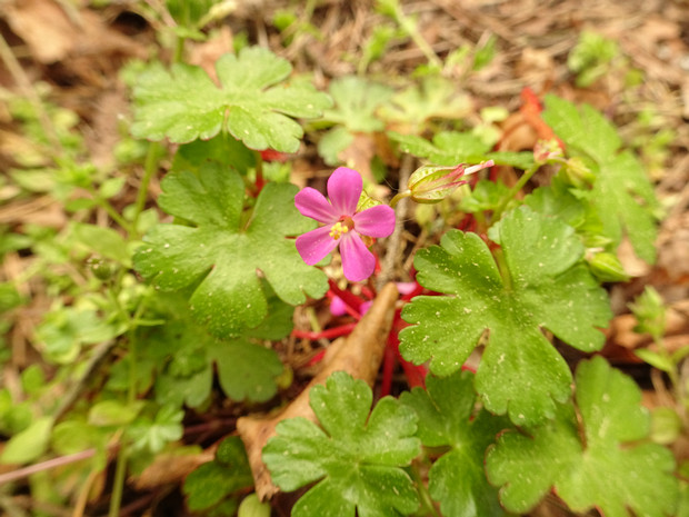 Герань круглолистная - Geranium rotundifolium