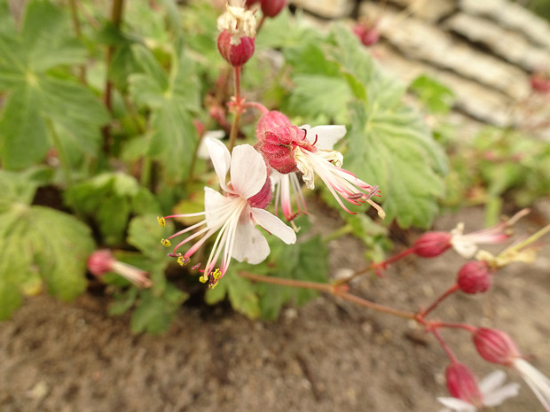 Герань крупнокорневищная балканская форма - Geranium macrorrhizum f. balcanum