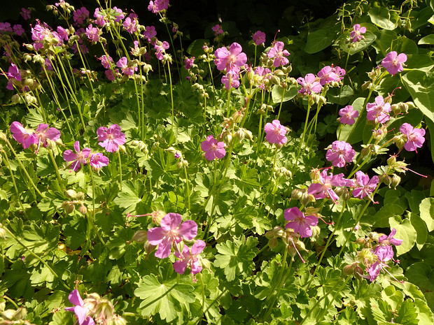 Герань крупнокорневищная - Geranium macrorrhizum