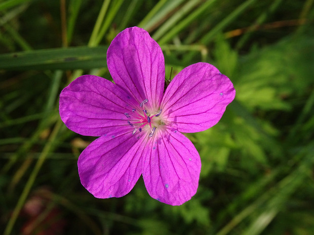 Герань лесная - Geranium sylvaticum