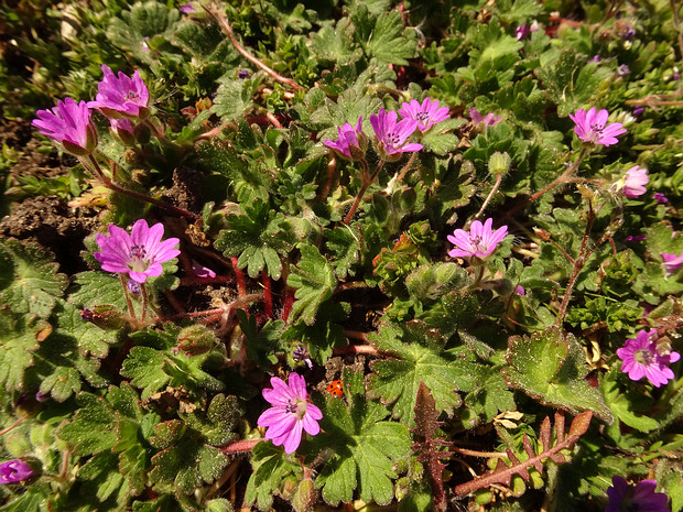 Герань маленькая - Geranium pusillum