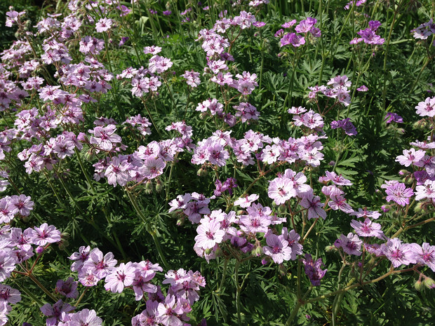 Герань мальвоцветковая - Geranium malviflorum