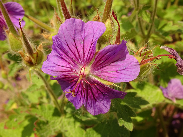 Герань плосколепестная - Geranium platypetalum