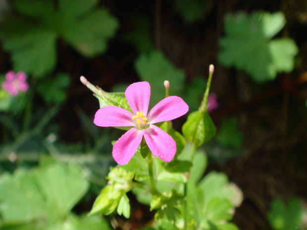 Герань пурпурная - Geranium purpureum