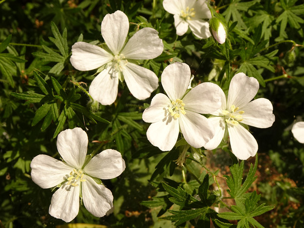 Герань ручейная - Geranium rivulare