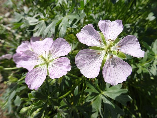 Герань серебристая - Geranium argenteum