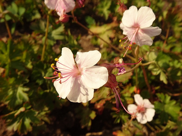 Герань x кембриджская 'Биоково' - Geranium x cantabrigiense 'Bjokovo'