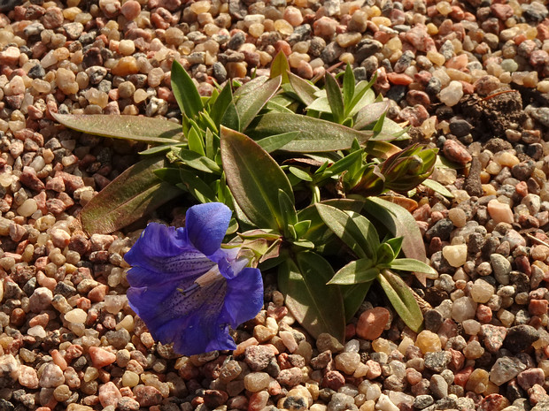 Горечавка Клюза - Gentiana clusii