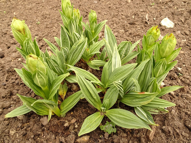 Горечавка жёлтая - Gentiana lutea