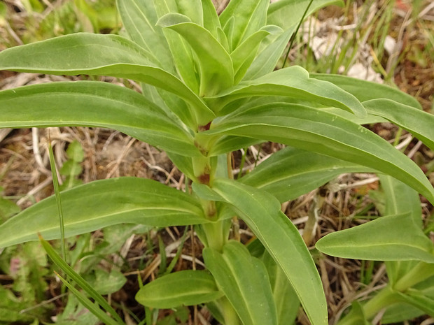 Горечавка крестовидная - Gentiana cruciata