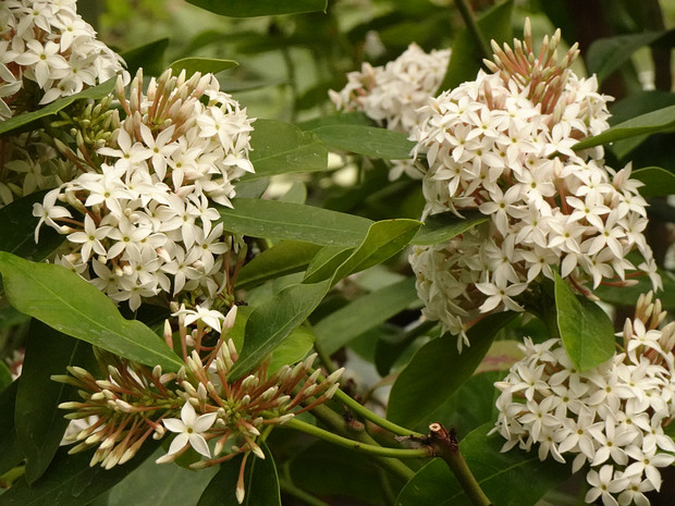 Акокантера длиннолистная - Acokanthera oblongifolia