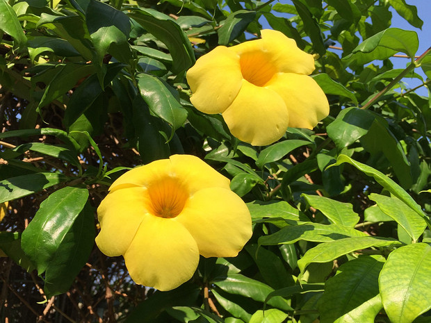 Алламандра слабительная - Allamanda cathartica