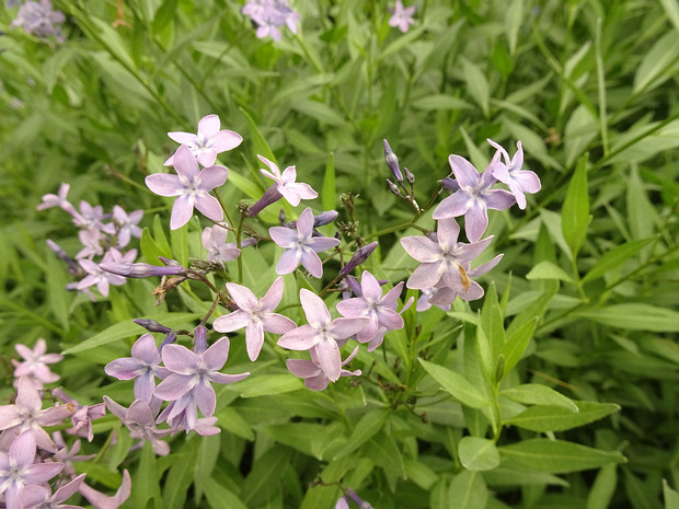 Амсония восточная - Amsonia orientalis