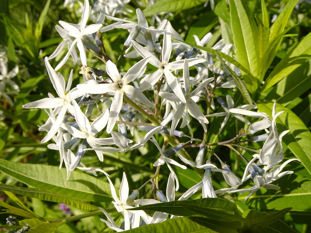 Амсония табернемонтана - Amsonia tabernaemontana