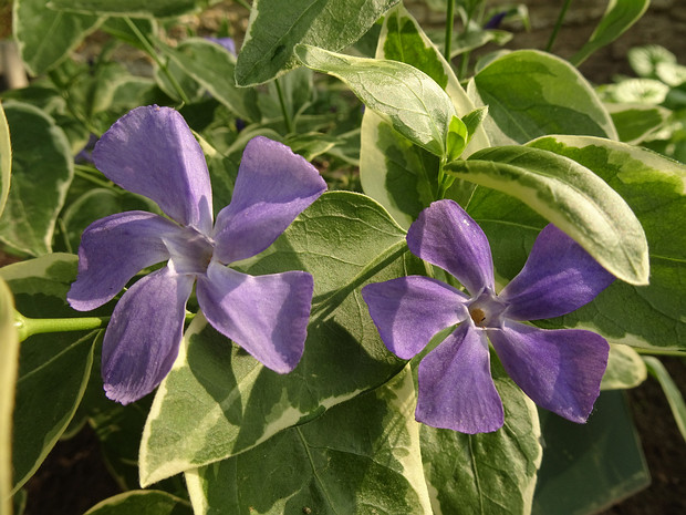 Барвинок большой 'Пёстрый' - Vinca major 'Variegata'