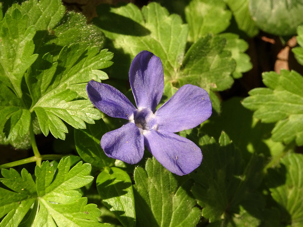 Барвинок опушённый - Vinca pubescens