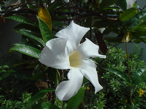 Мандевилла боливийская - Mandevilla boliviensis